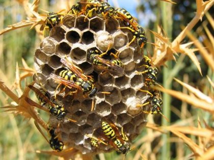 La Tripofobia o el miedo a las figuras geométricas juntas