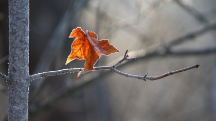 La depresión y el sufrimiento silenciado