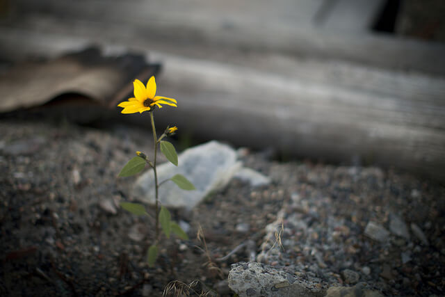Flor en la carretera