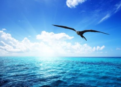 ¡Qué nadie te diga cómo, ni dónde has de volar!