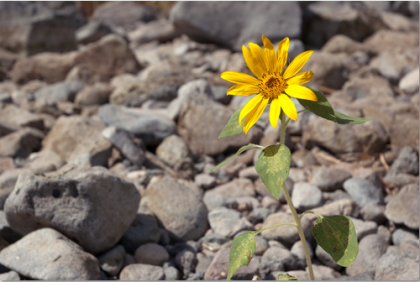 No desistas: esfuérzate hacia el éxito