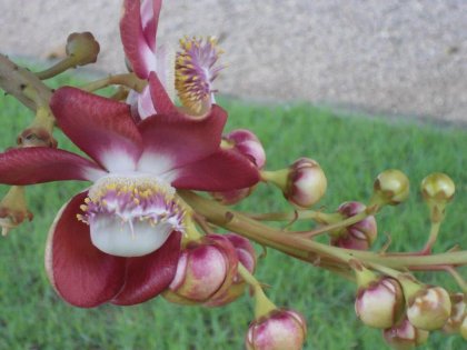 1623719_455380024588109_1550451105_n