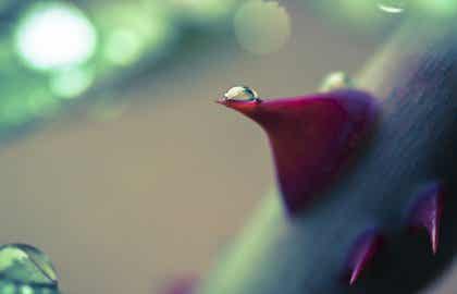 Gota de agua sobre una flor