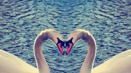 cisnes haciendo un corazón con amor
