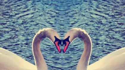 cisnes haciendo un corazón con amor