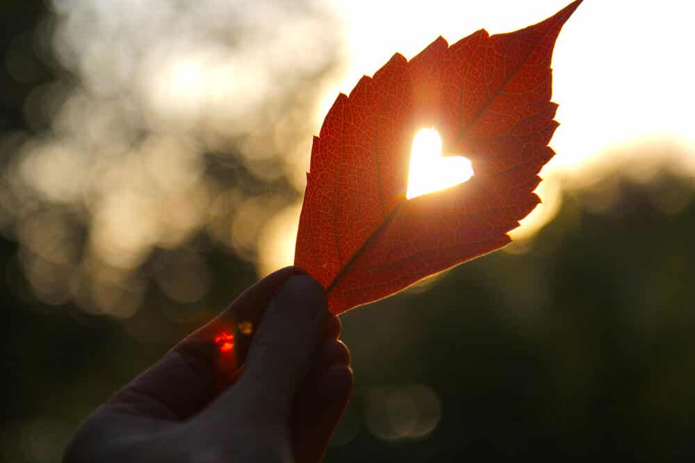 Kalp şeklinde yaprak arkasından sızan güneş