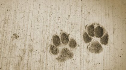 huellas de perros