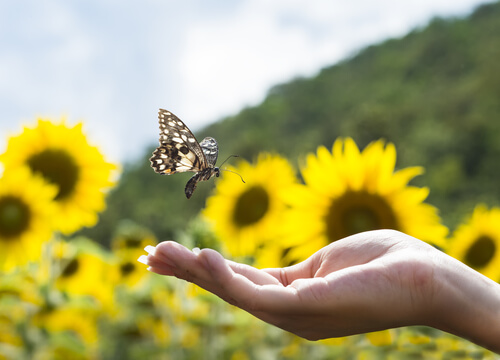 Mariposa en una mano simbolizando principios zen