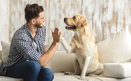 25 regalos maravillosos de nuestros perros