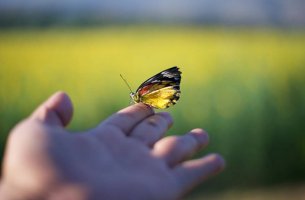 Mano con mariposa