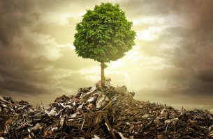 Metáfora de la basura: árbol naciendo en un vertedero