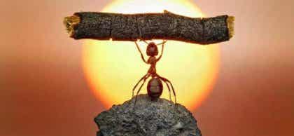 Hormiga levantando palo significando motivación