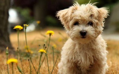 Los perros nunca mueren, duermen junto a tu corazón