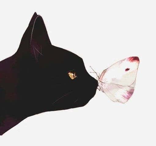 Gato con mariposa en la nariz