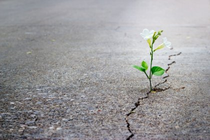 Planta naciendo del asfalto representando ser positivo