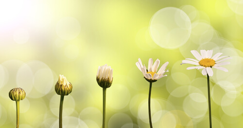 daisies