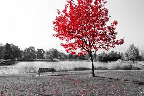 Árbol en un paisaje triste simbolizando el final