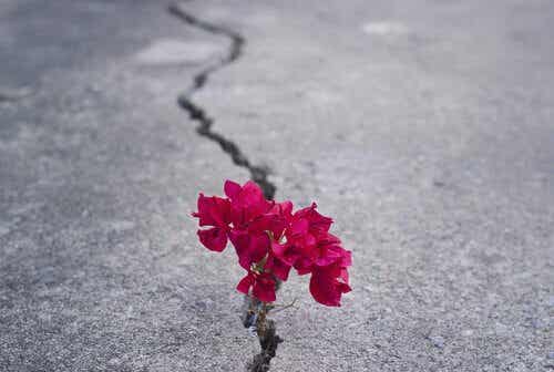 Fiore su asfalto che rappresenta persone resilienti.