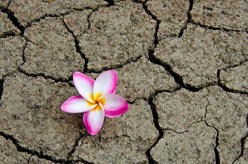 Flor crece en tierra seca