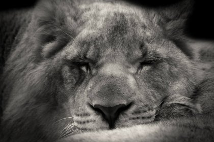 lion-610625_1920