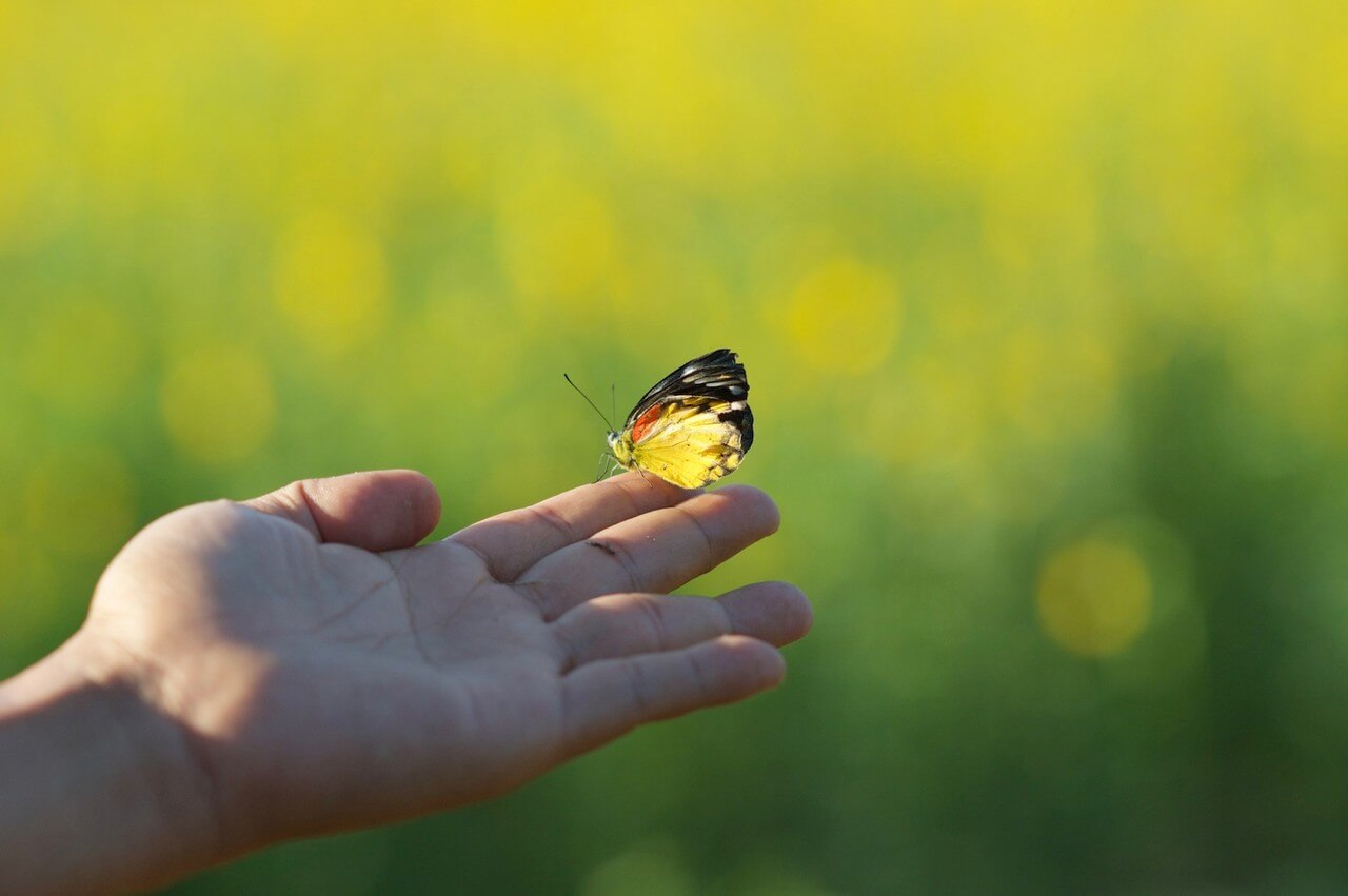 Mariposa posada en el dedo de una persona