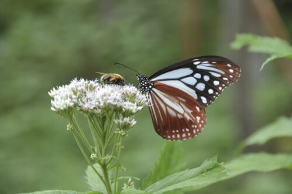 Vuela como una mariposa y pica como una abeja