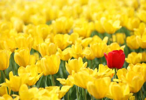 Muchos tulipanes amarillos y uno rojo