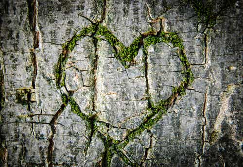 Corazón verde en el tronco de un árbol