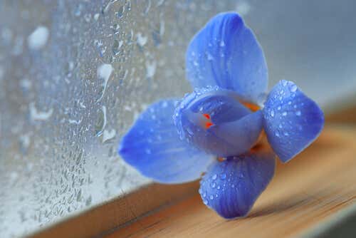 Flor azul y cristal mojado por la lluvia