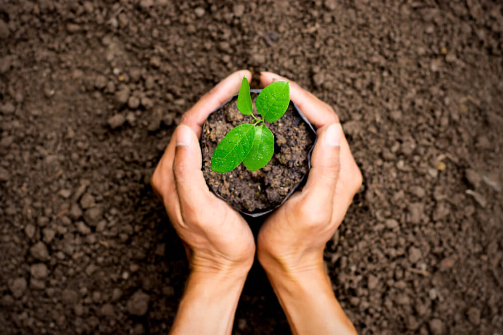 Plantar un árbol