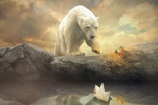 oso polar