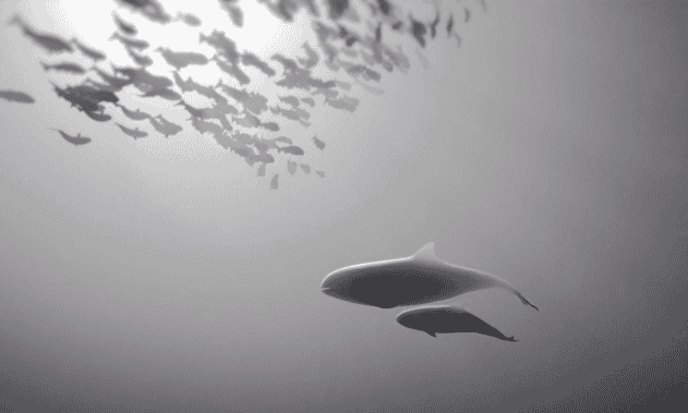 CORTO océano ballenas