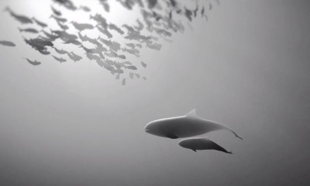 CORTO océano ballenas