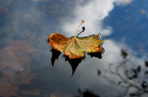 Hoja caída en otoño