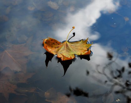 Aprende del otoño, deja caer tus penas