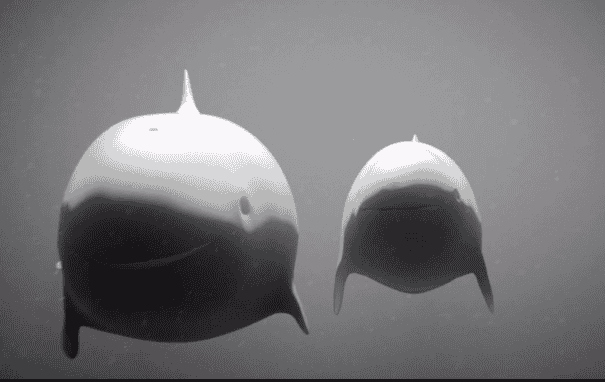 ballenas en el oceáno