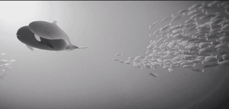 corto ballenas en el océano