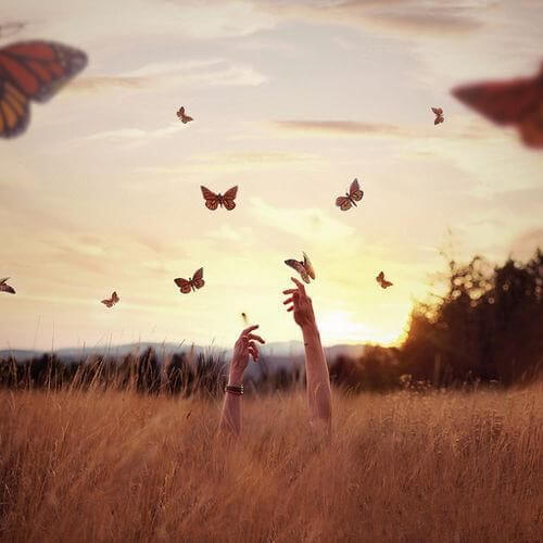 mariposas