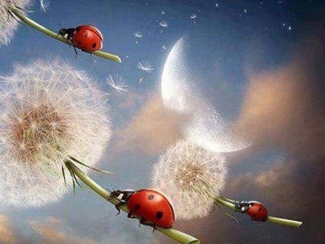 Ladybugs perched on dandelions near the moon