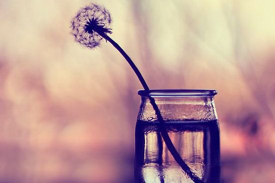 diente de león en un vaso representando el silencio