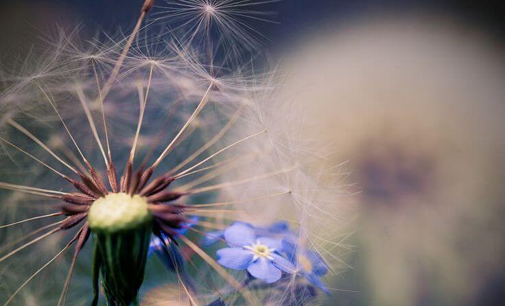 diente de león con flor azul