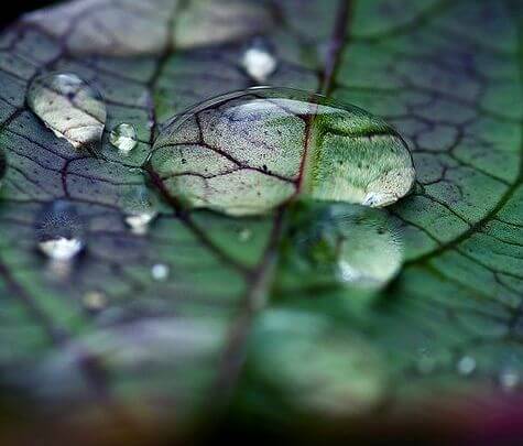 leaf with dew representing the simple things in life