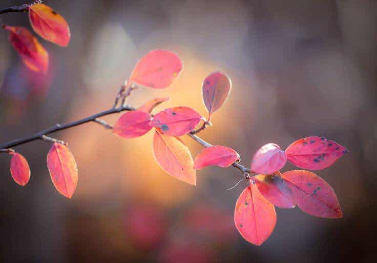 hojas rosadas