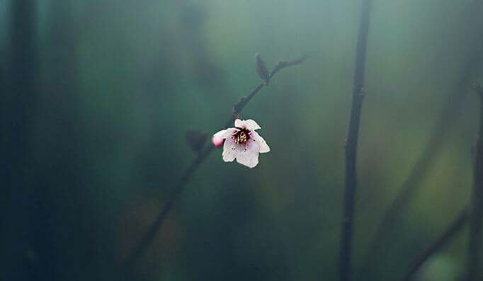 jazmín representando el tiempo que esperé