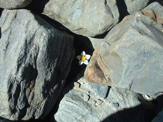 Margarita nacida entre piedras