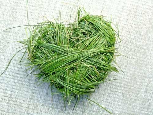 Corazón verde hecho de hierbas
