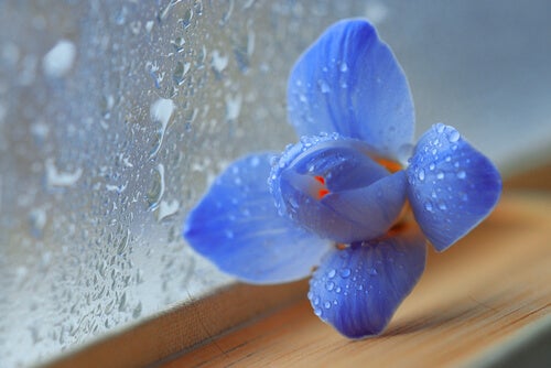 Flor azul al lado de una ventana mojada por la lluvia