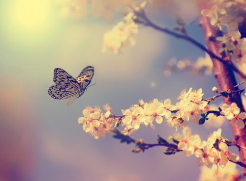 Mariposa volando cerca de un árbol