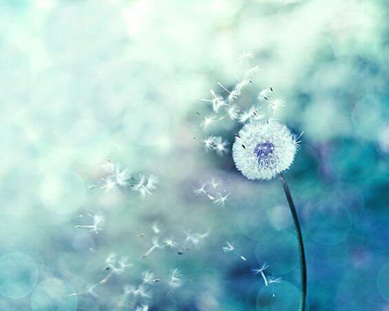 diente de león con fondo azul