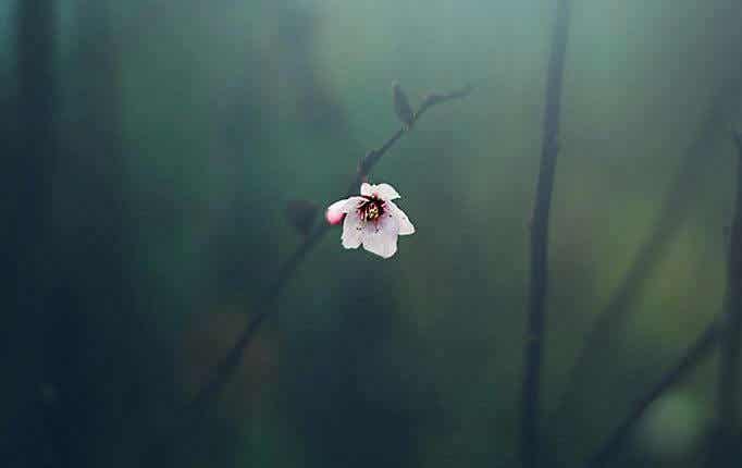 flor de almendro
